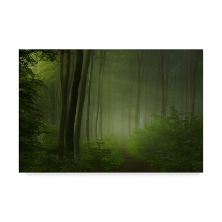 Norbert Maier 'Forest Morning' Canvas Art,16x24